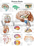 Human Brain - Anatomical Chart